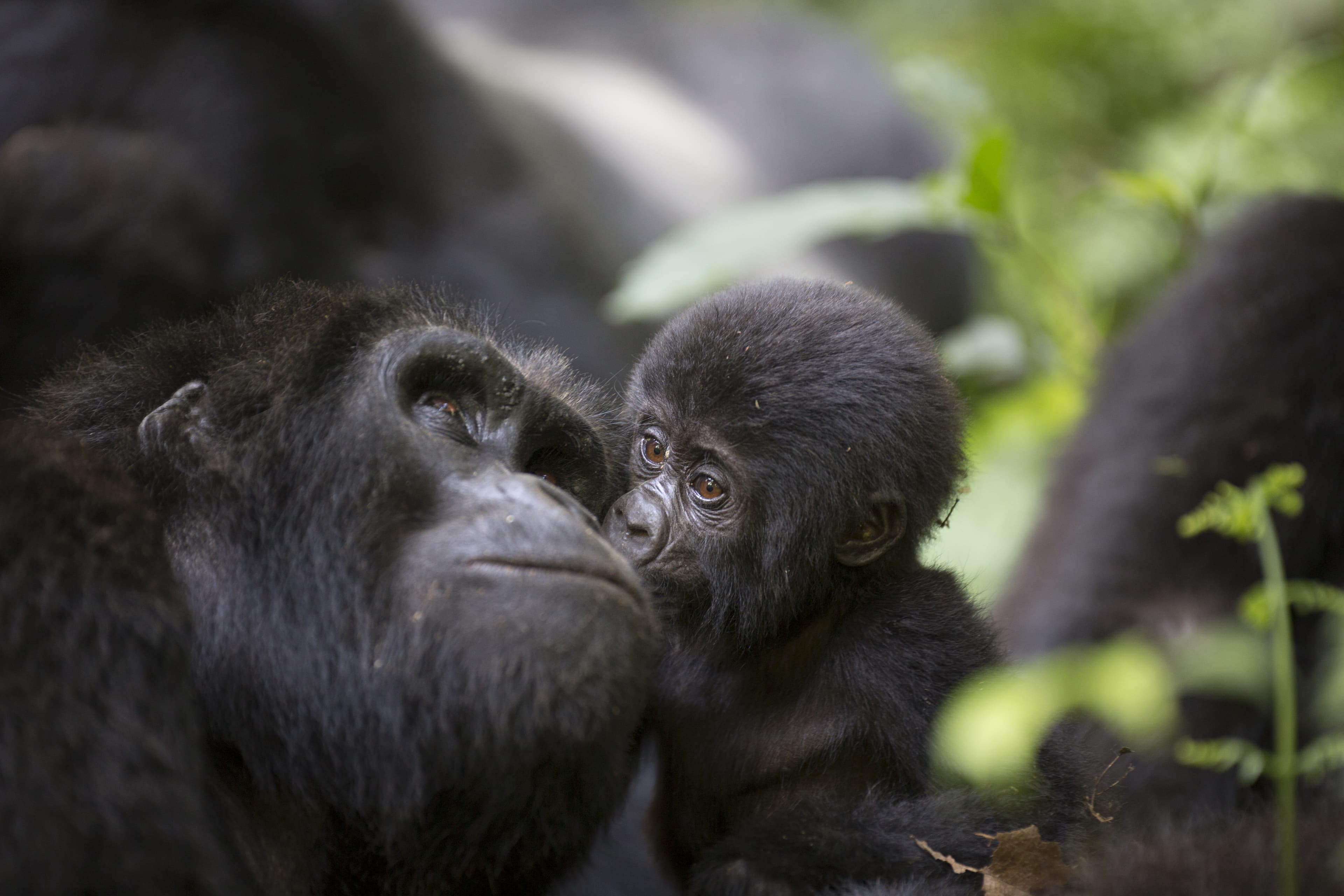 Wildlife and safari experience preview