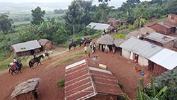 Adult Horse Riding 4