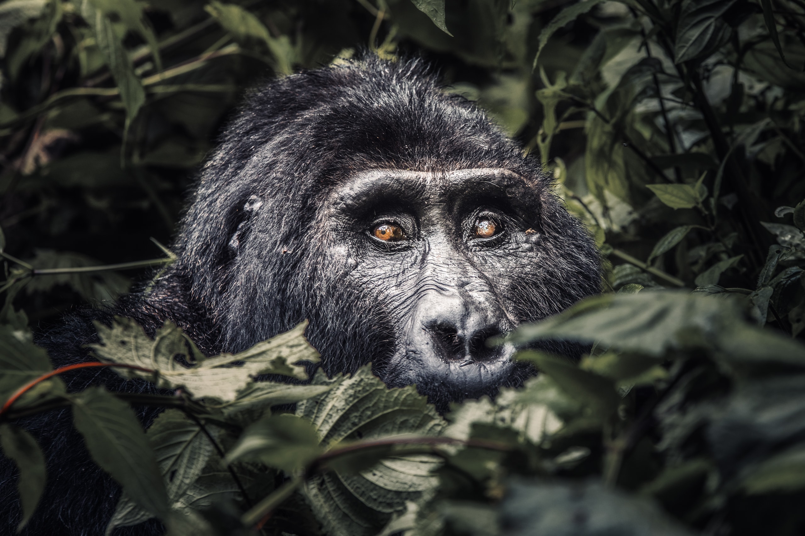 The Ultimate Wild Uganda Safari 2