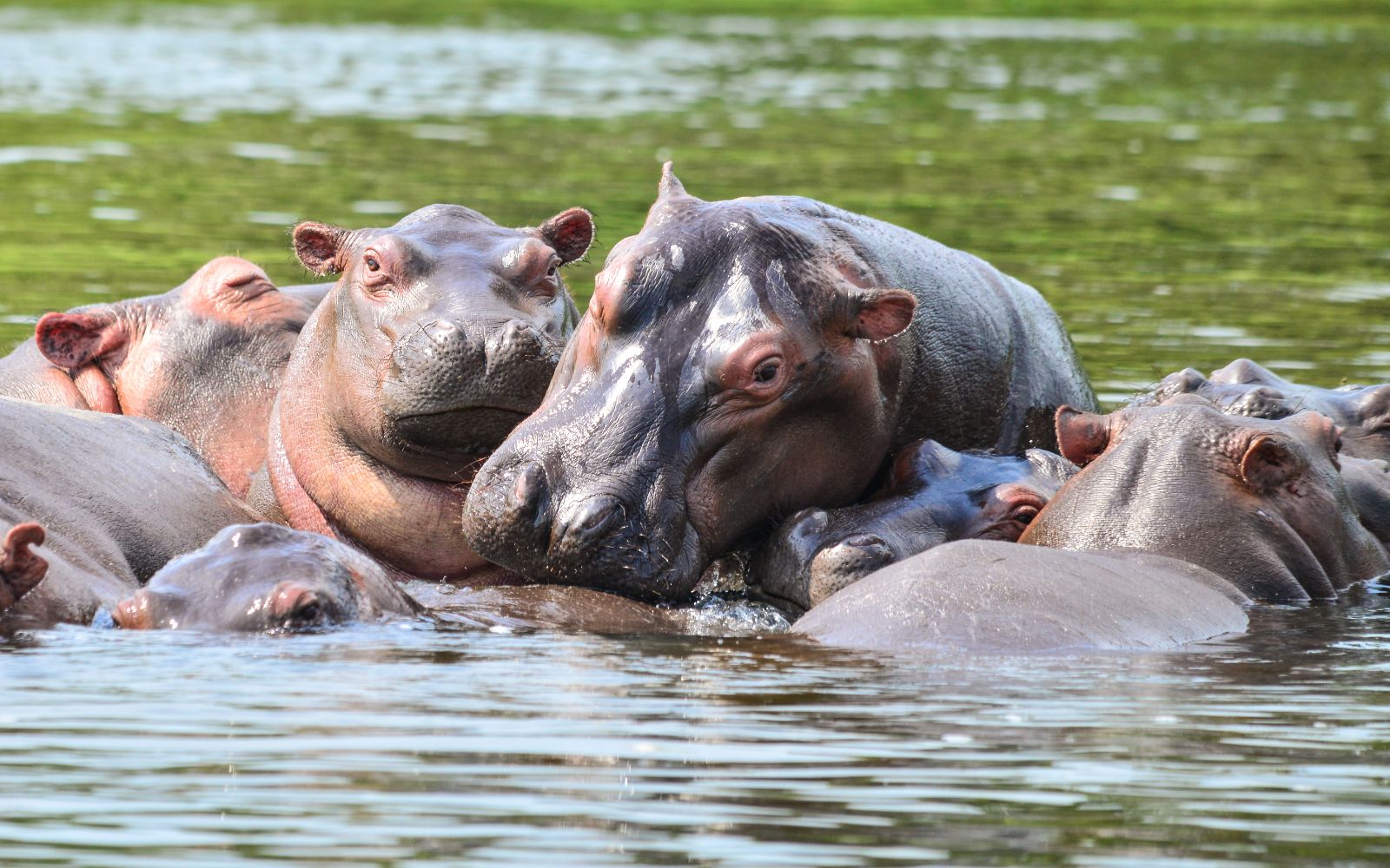 The Ultimate Wild Uganda Safari 4